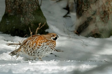 gélinotte en hiver