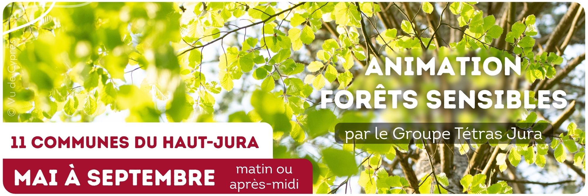 animation nature foret sensible sensoriel groupe tétras jura exposition itinérante jura gélinotte arbre