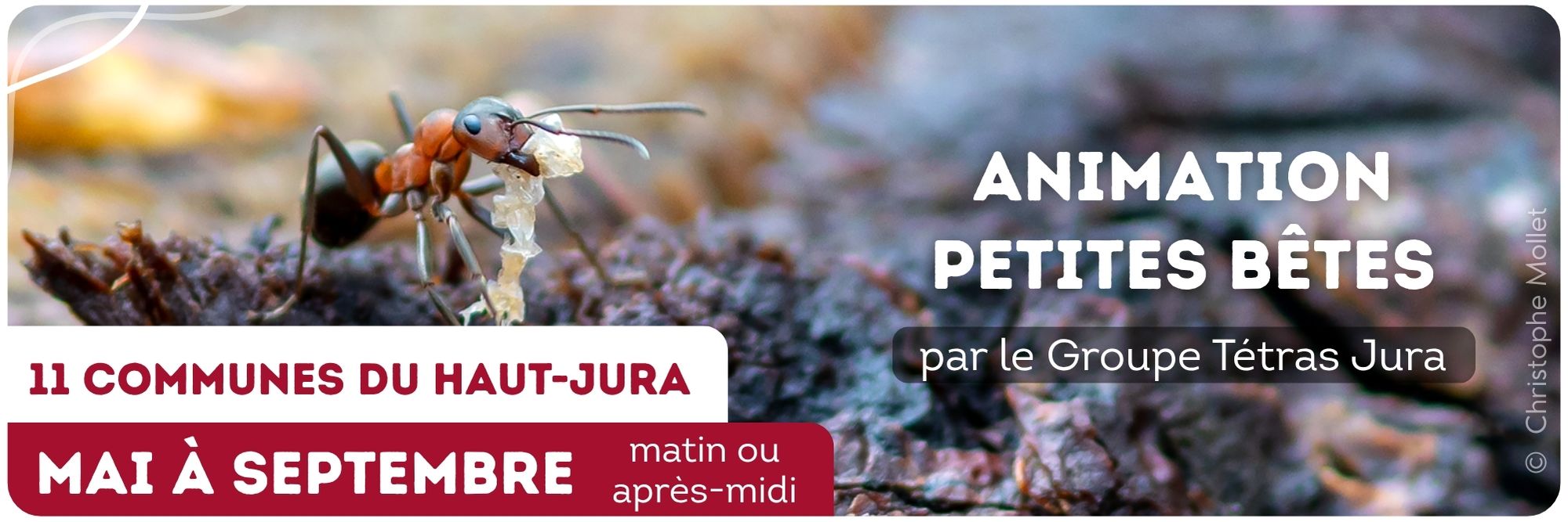 animation petites bêtes de la forêt, exposition itinérante, jura nature