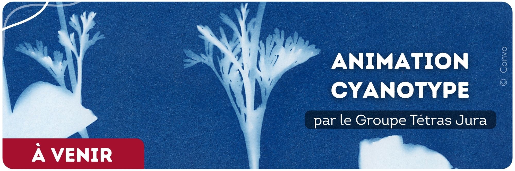 animation cyanotype groupe tétras jura exposition itinérante art nature forêt