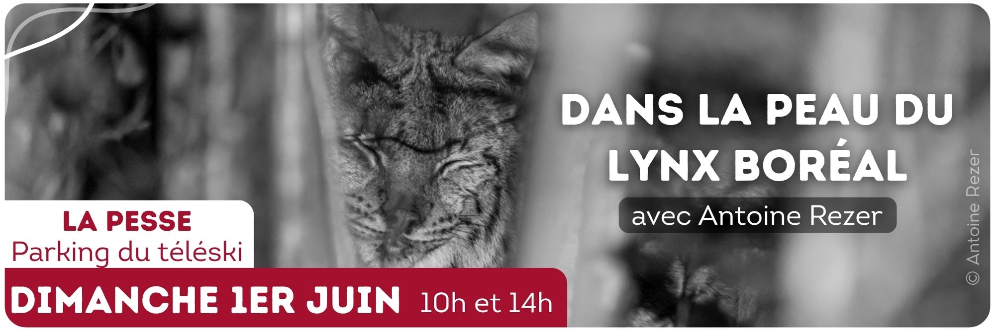 animation lynx