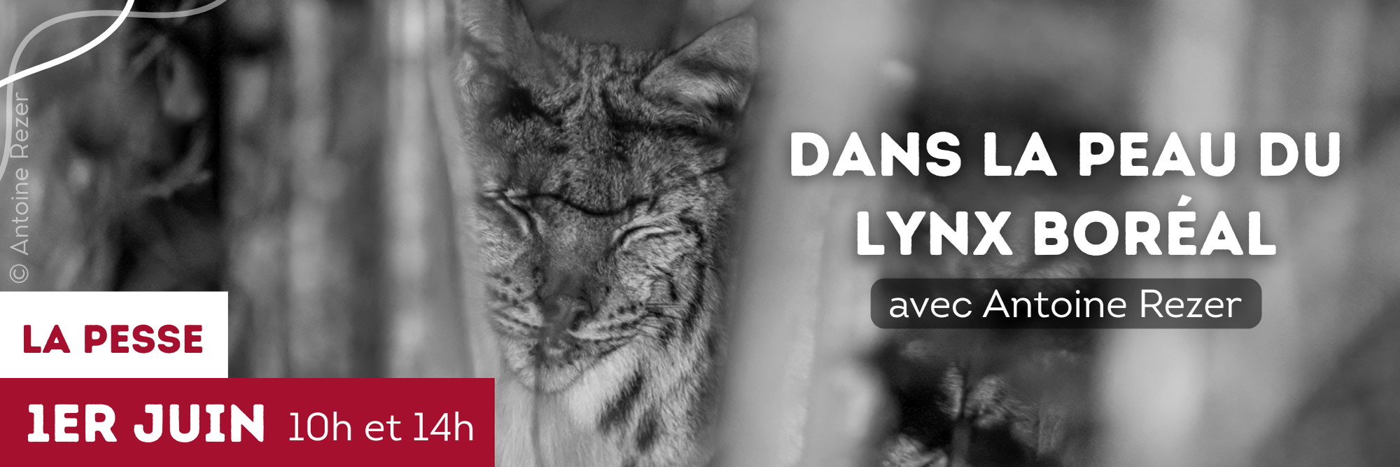 animation sortie lynx avec antoine rezer la pesse