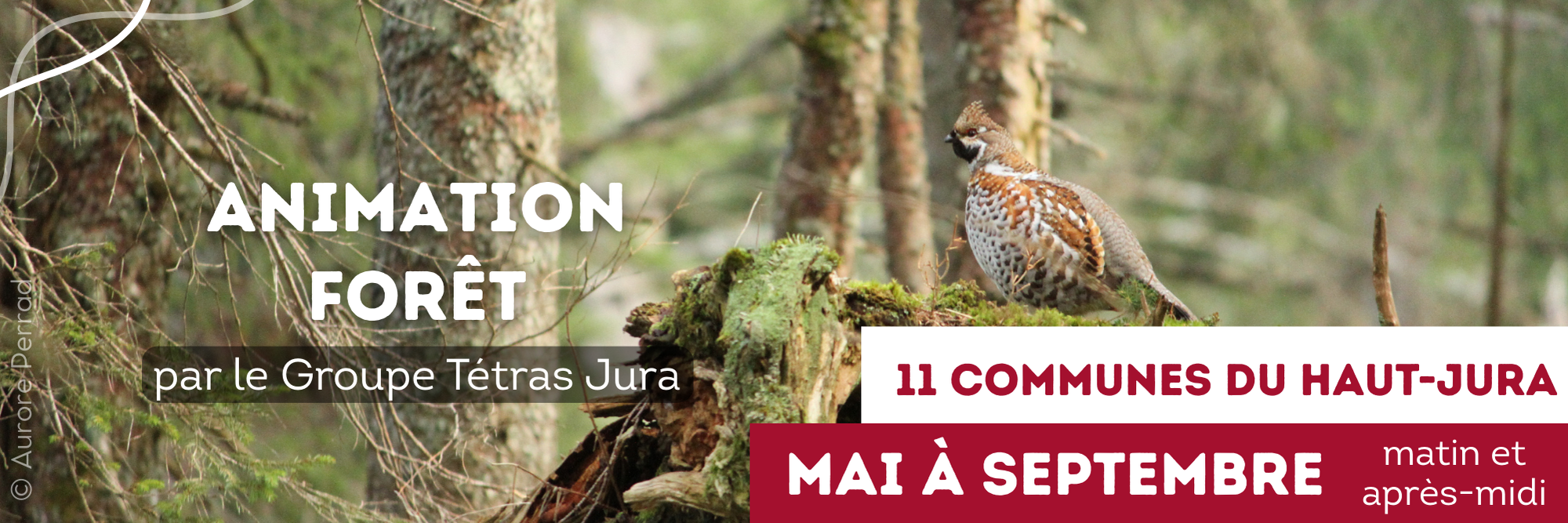 animation forêt exposition itinérante haut-jura mai juin juillet août septembre gratuit nature gélinotte tétras