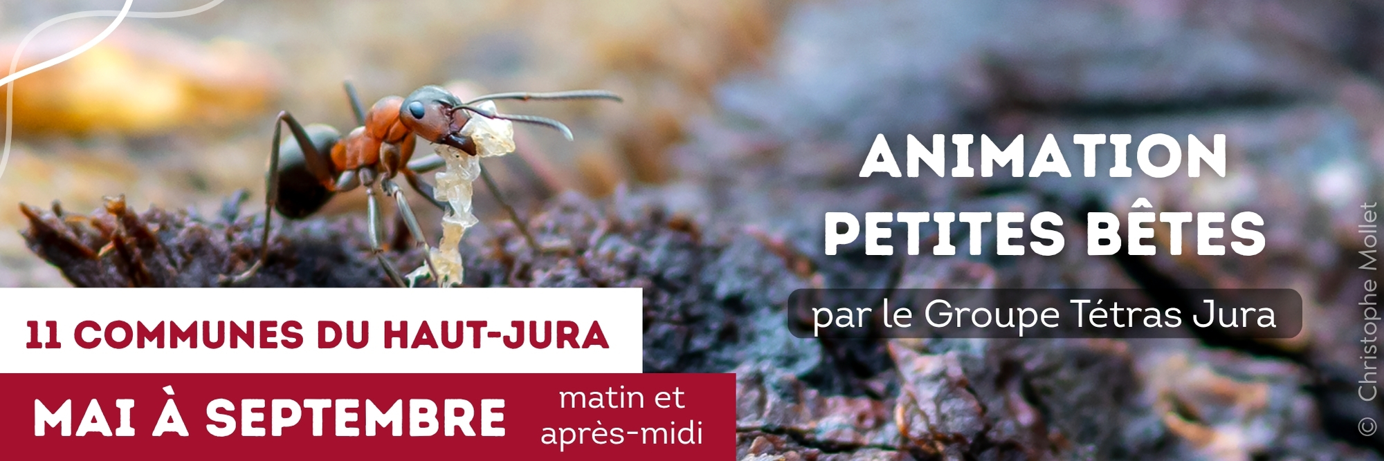animation petites bêtes de la forêt, exposition itinérante, jura nature
